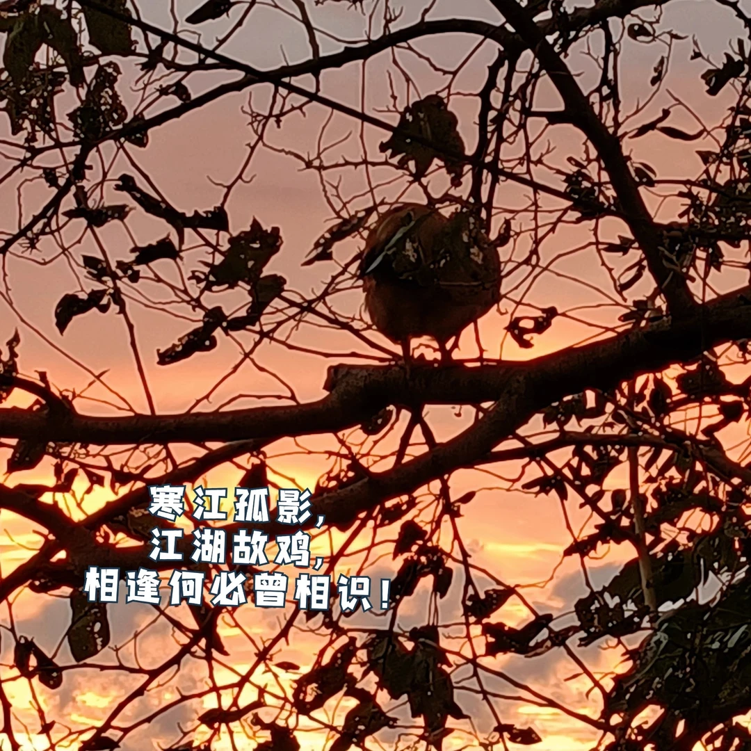 焰山鲜现杀土鸡农家散养老母鸡正宗走地鸡月子鸡新鲜整只鸡肉焰山