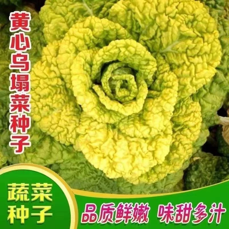 耐寒黄心乌塌菜黄心菜菊花心菜白菜农家四季阳台盆栽播蔬菜黄秋播