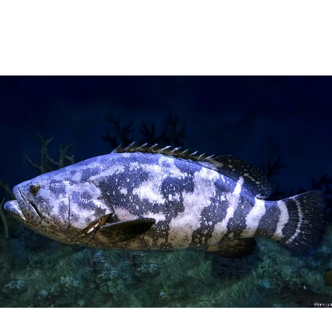 缺氧石斑鱼 一条（默认杀好，不需杀鱼请备注）