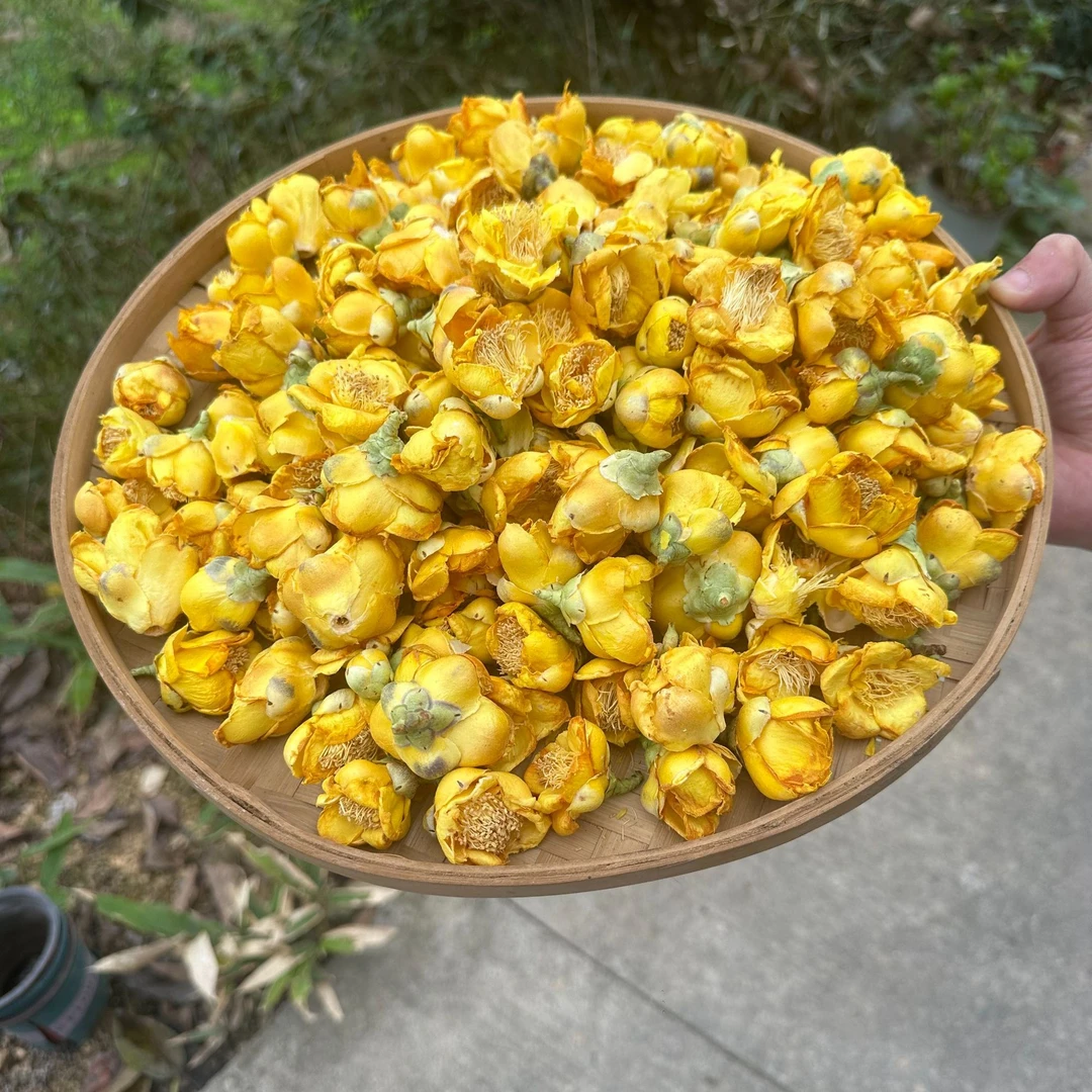 【小板哥】云南 高山现收  金-花-茶参  精品滋补品 50g