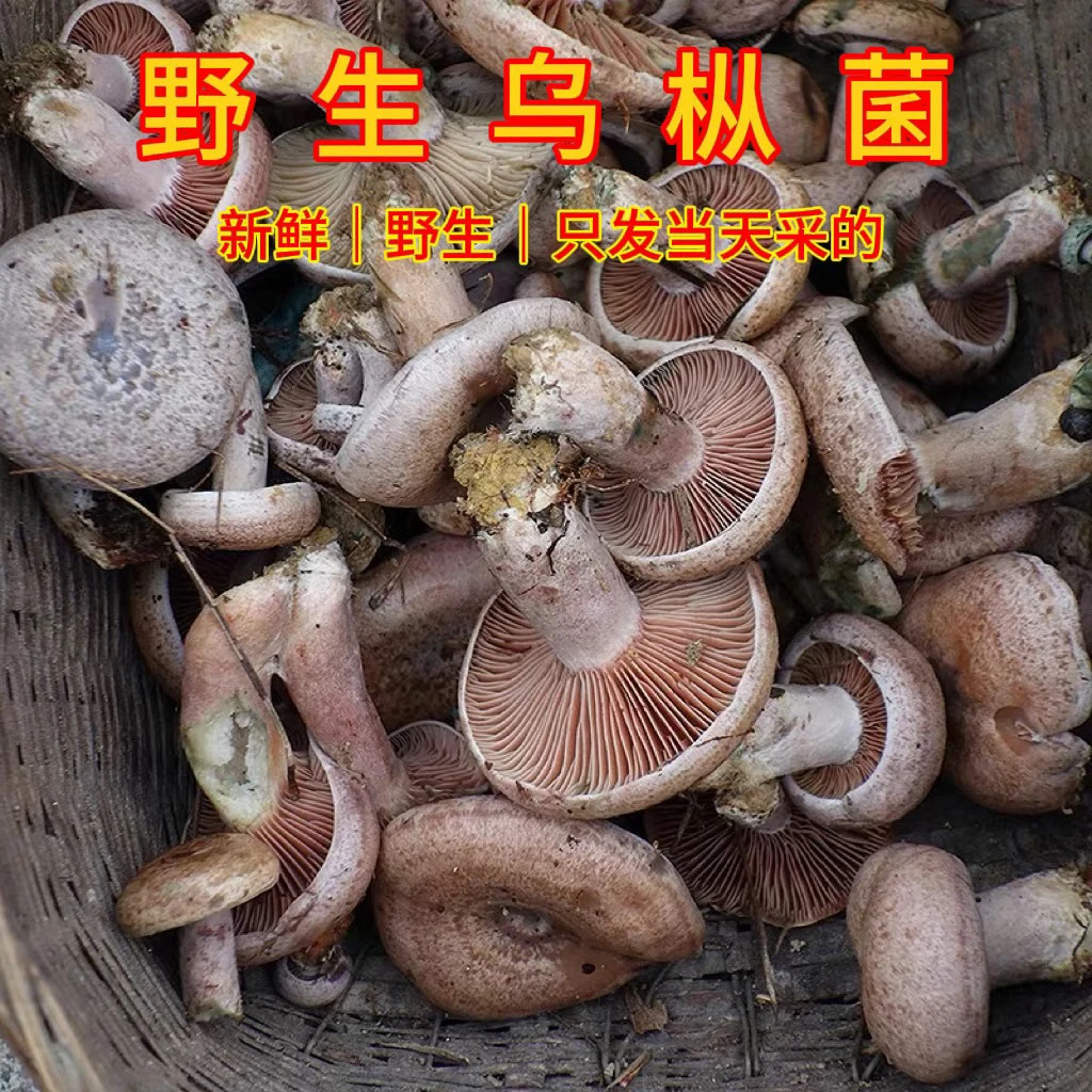 湖南野生新鲜蘑菇乌枞树菌菇重阳松树寒菌三九菇雁来蕈500g