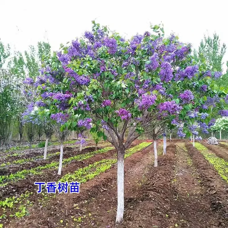丁香花树苗室内外庭院盆栽地栽浓香型耐寒植物花卉紫丁香四季开花