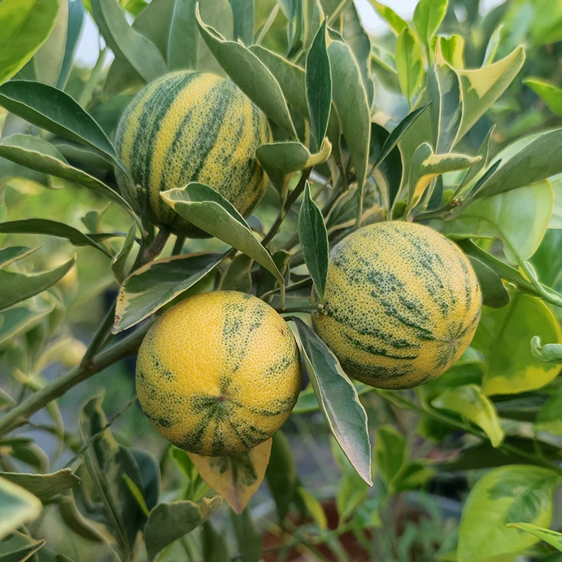 香水柠檬树泰国斑叶橘花叶青柠花叶橙金丝橙家庭花园阳台盆栽树苗