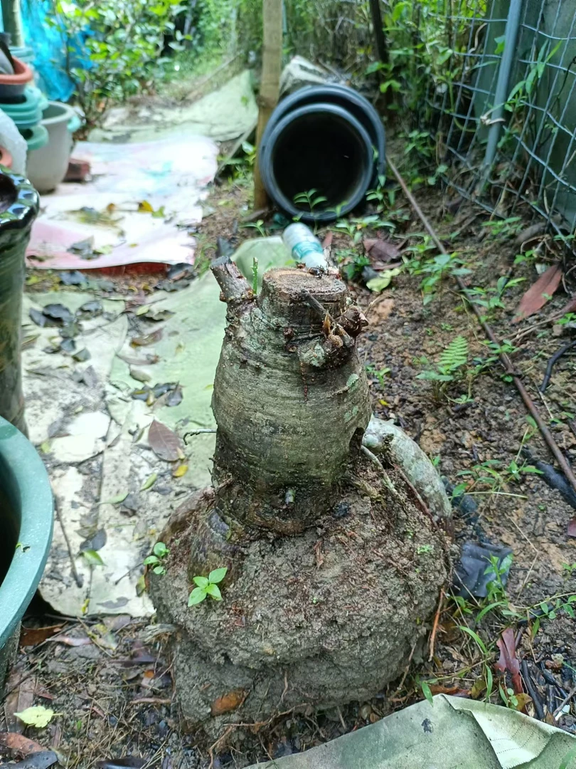 【直播间一物一拍】大型大棵发财树树头