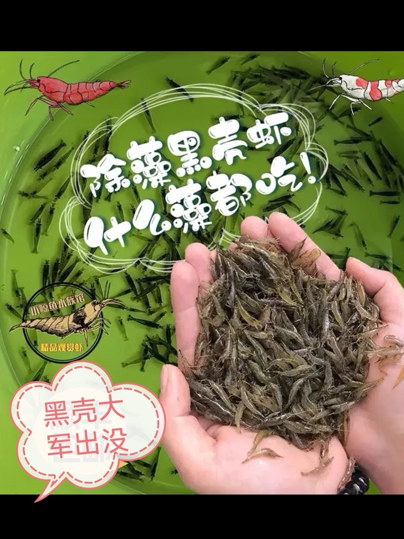 除藻热带鱼工具鱼金苔鼠鱼黑壳虾除藻虾乌龟龙玉开口发色饲料鱼虾