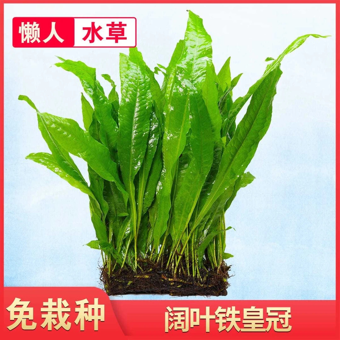 好养易活阴性阔叶铁皇冠新手水草