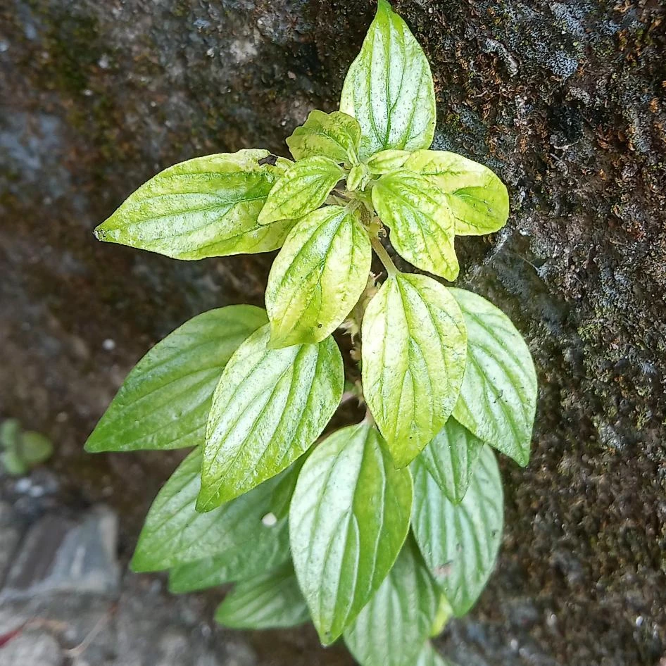 干洗头菜,新鲜不错,喝,洗头发,泡脚,抹净含量500克包