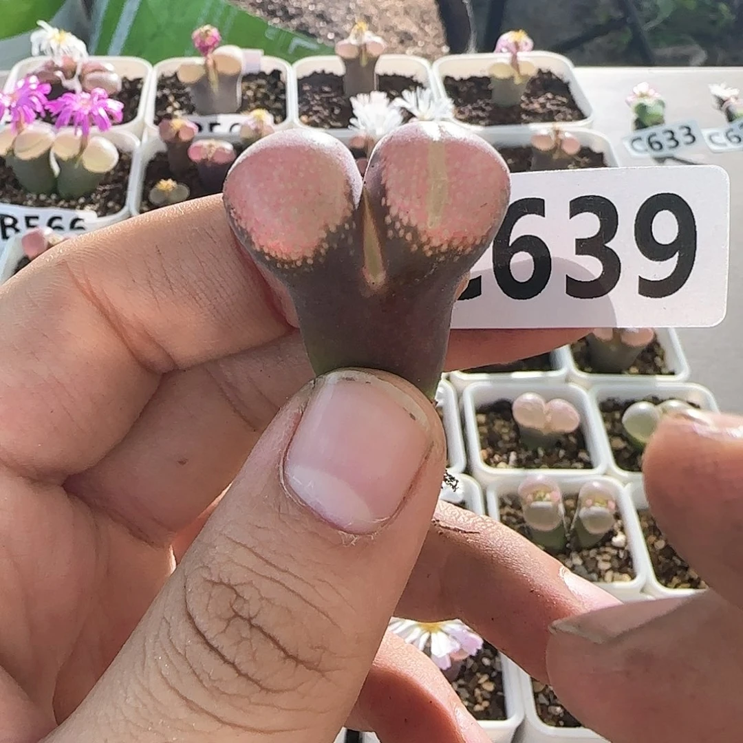 C639  11.2 风铃玉