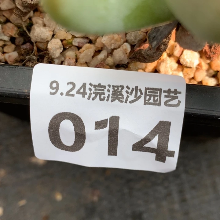 随***^随缘姐姐的拇指014