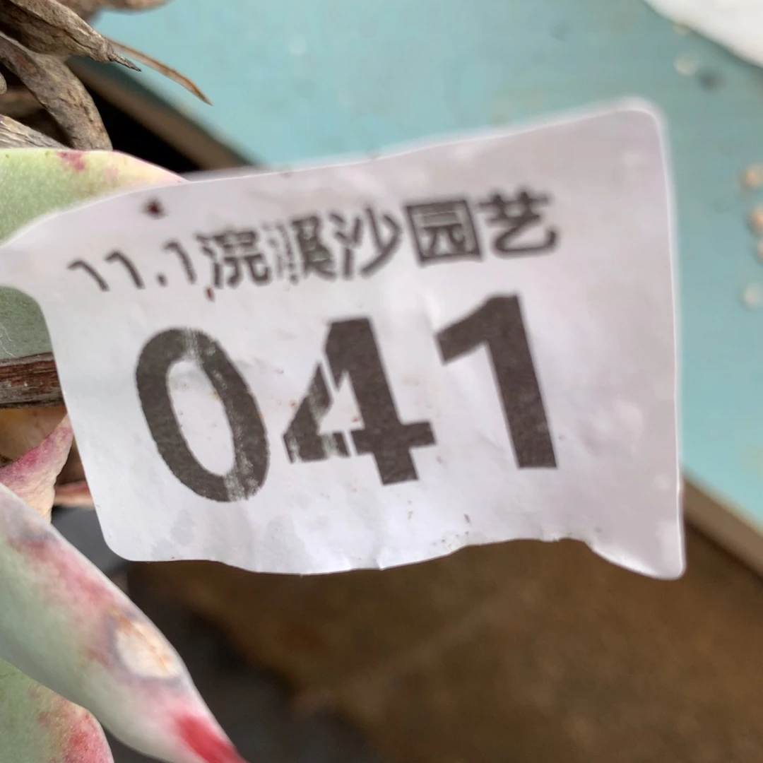 阿*子苹果叶雪山二代041