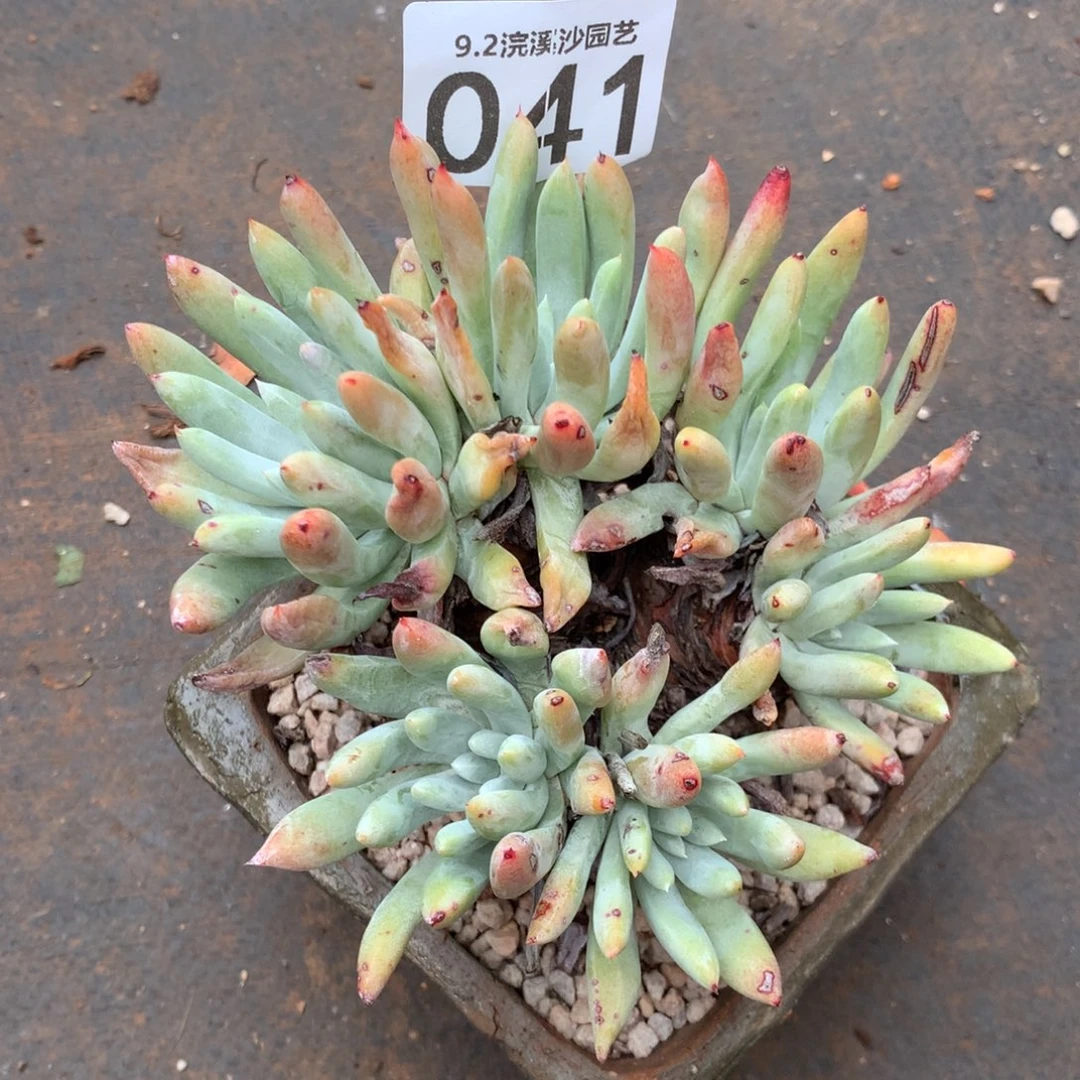 一颗小棒叶041噢耶