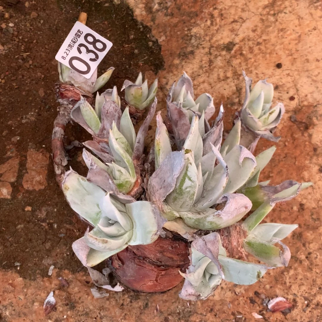 清****2布瑞东尼瑕疵出不售后038