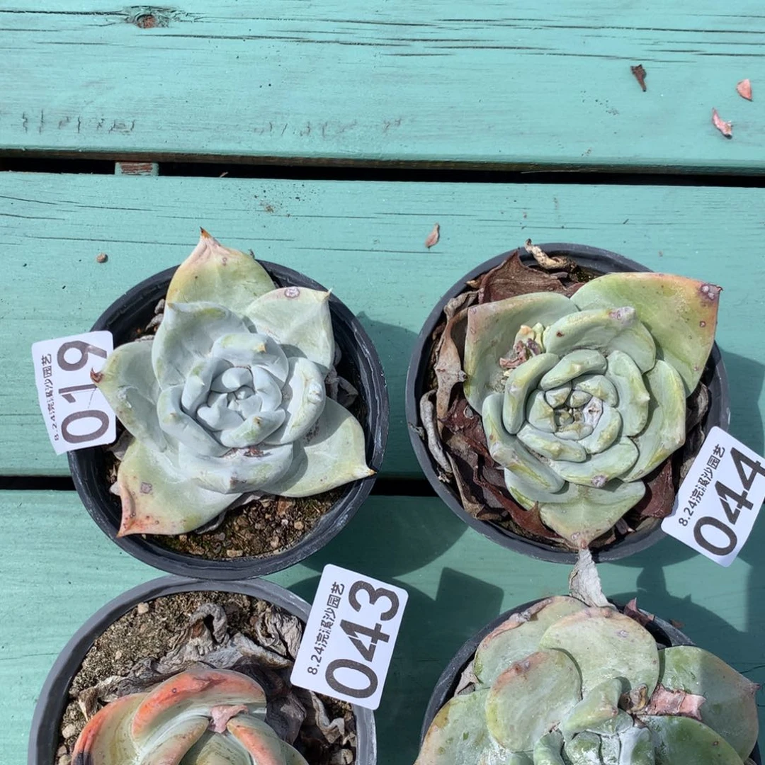 清****2清风大哥的019，043，042，044