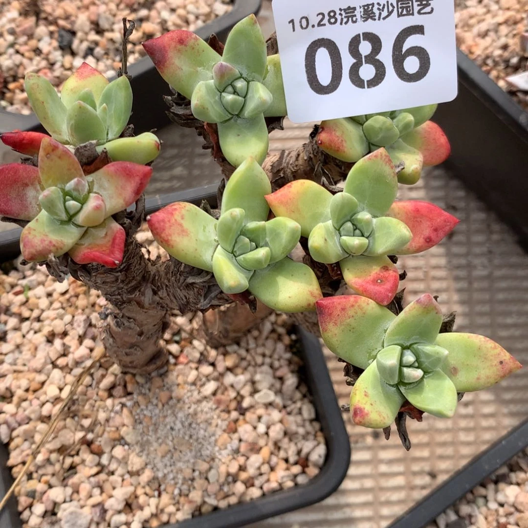 彧086啦啦啦啦啦啦啦