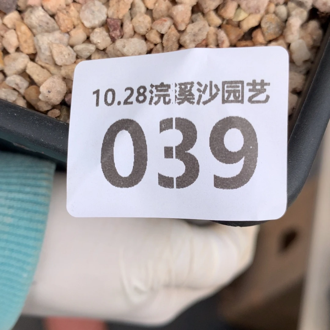 奥**1039啦啦啦啦啦他