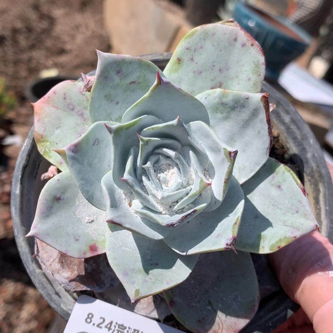 普夫杂交花朵脸0017