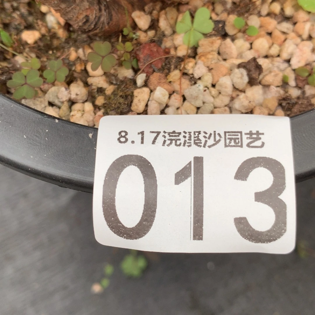 所****法瑞诺莎巨多头013