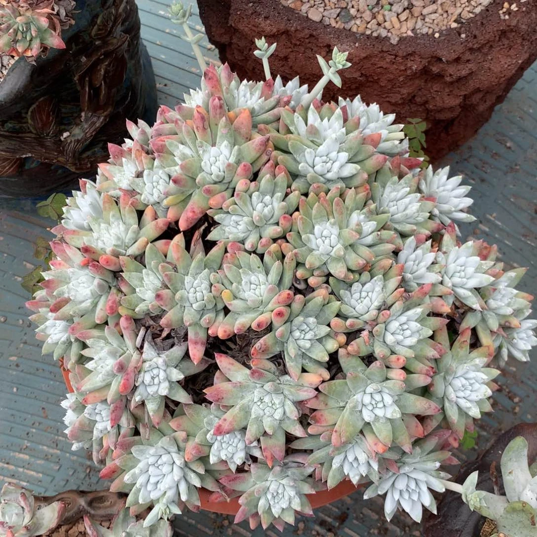 吃**么白姆已发货，还余2700