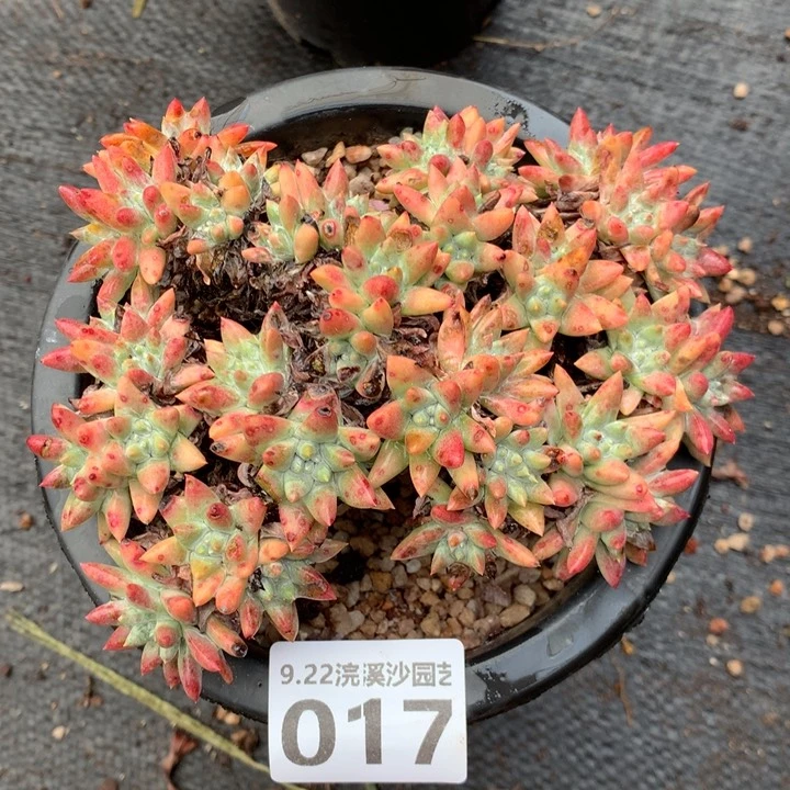 大*ξ大C的35头韩菊017