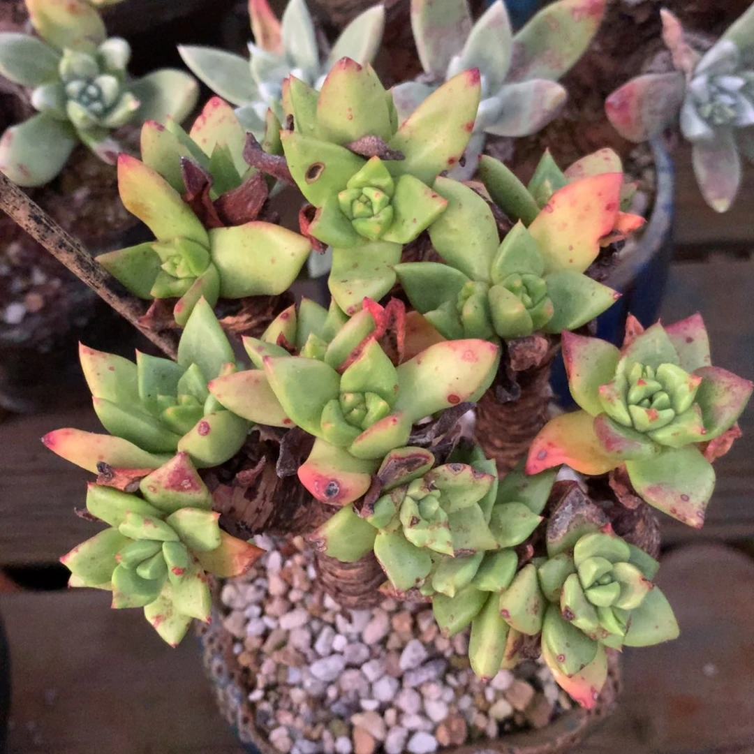 墨**～绿体法若莫莎046多肉