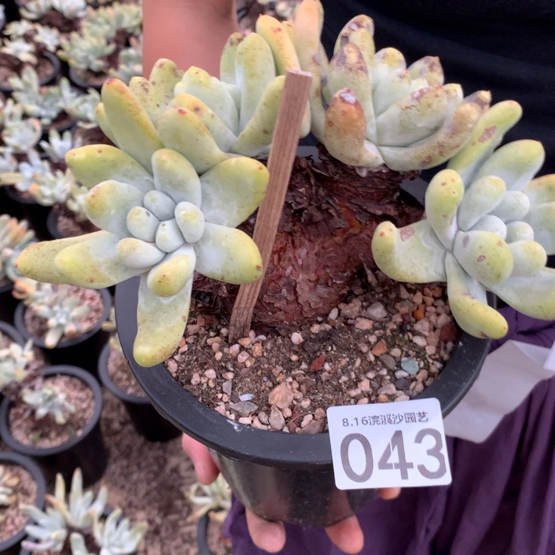 随***^043四头拇指么么哒