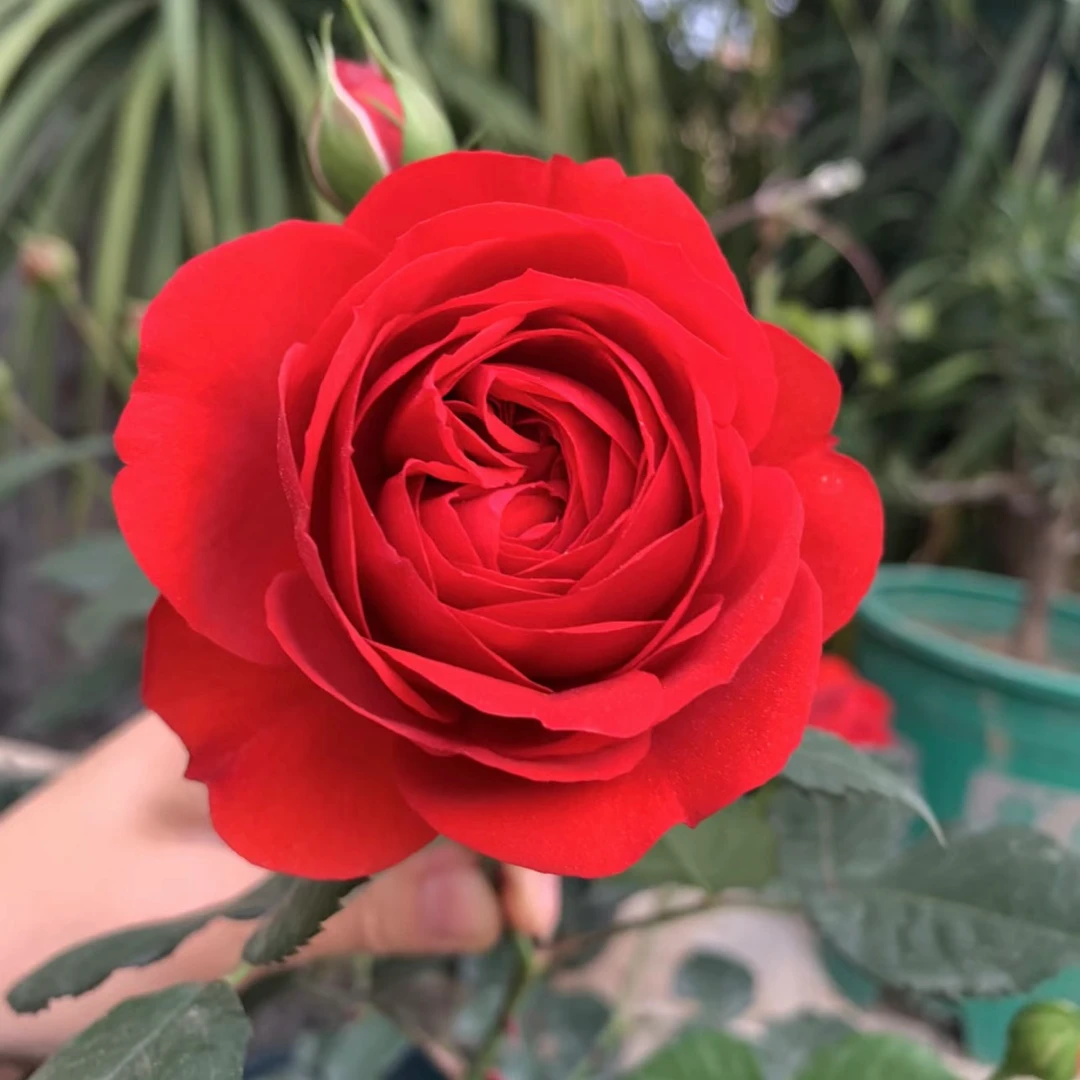 【1.5加仑盆红苹果】云南月季玫瑰盆栽基地直发阳台庭院好养