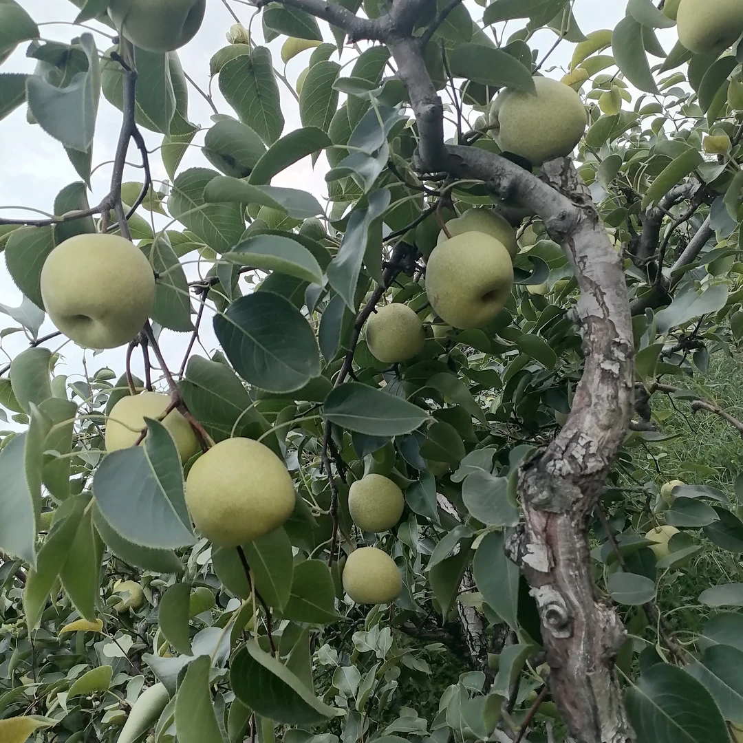 应季水果，乾县泔河酥梨5斤装6～9个净重4.5斤