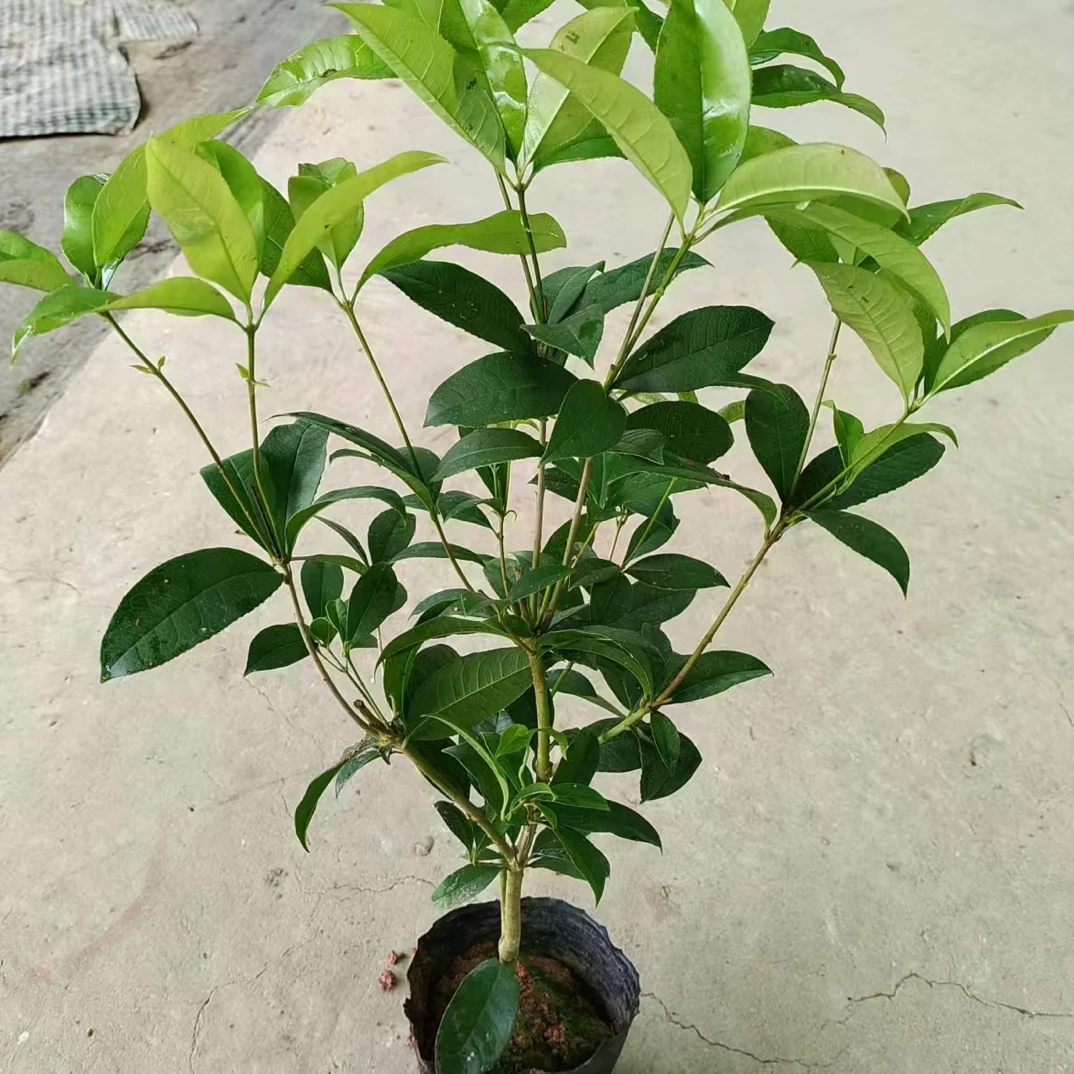 四季桂花苗 多年生植物