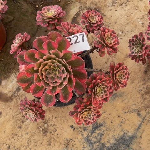 【闪购商品】227红铜白多肉