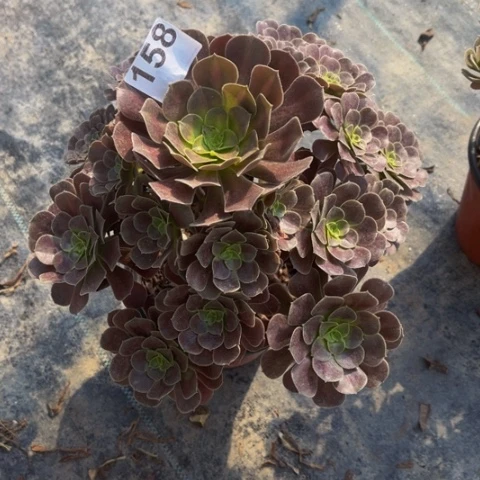 【闪购商品】158花娜多肉