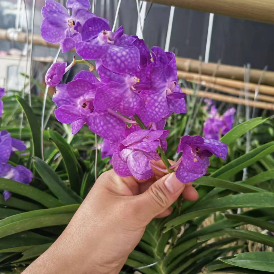 万代兰  花漂亮  花期长 好养型