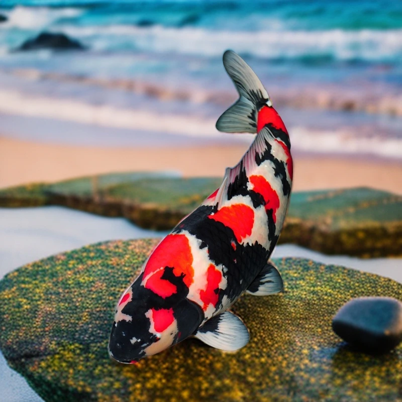 锦鲤活鱼观赏鱼活体纯种纯正血统红白大正昭和大正丹顶进口纯种