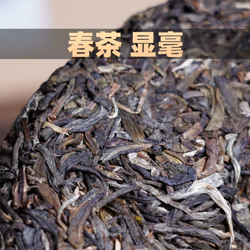 高端茶叶直播 龙珠 茶饼 散茶 春茶生普茶叶 醇厚好茶