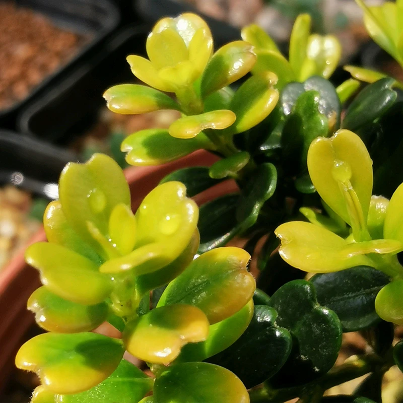 凤凰山米叶黄杨赛珍珠凤米祥云苹果叶高端微盆景心形小苗原生嫁接