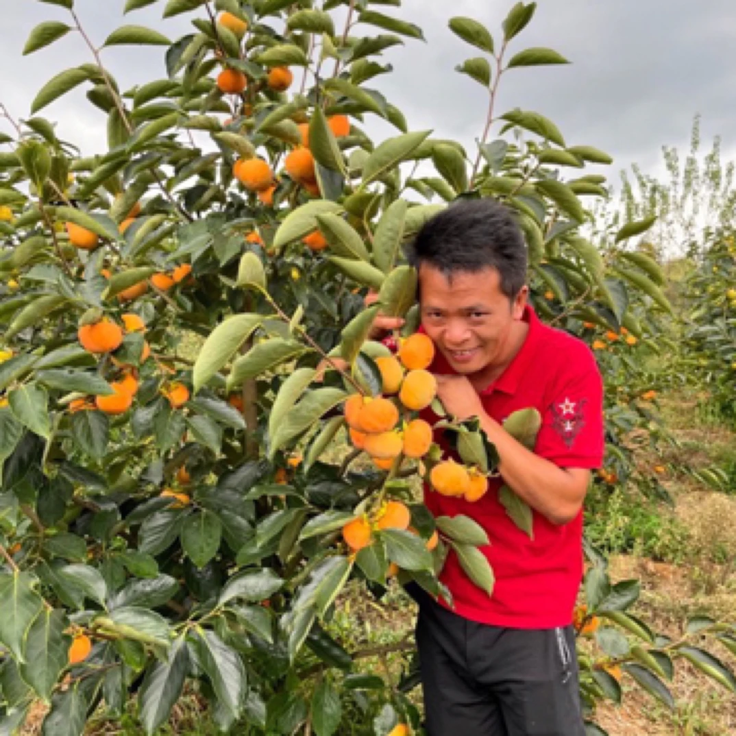 阳丰甜柿苗脆甜柿苗柿子牛心脐橙苗柿子树果园庭院果树