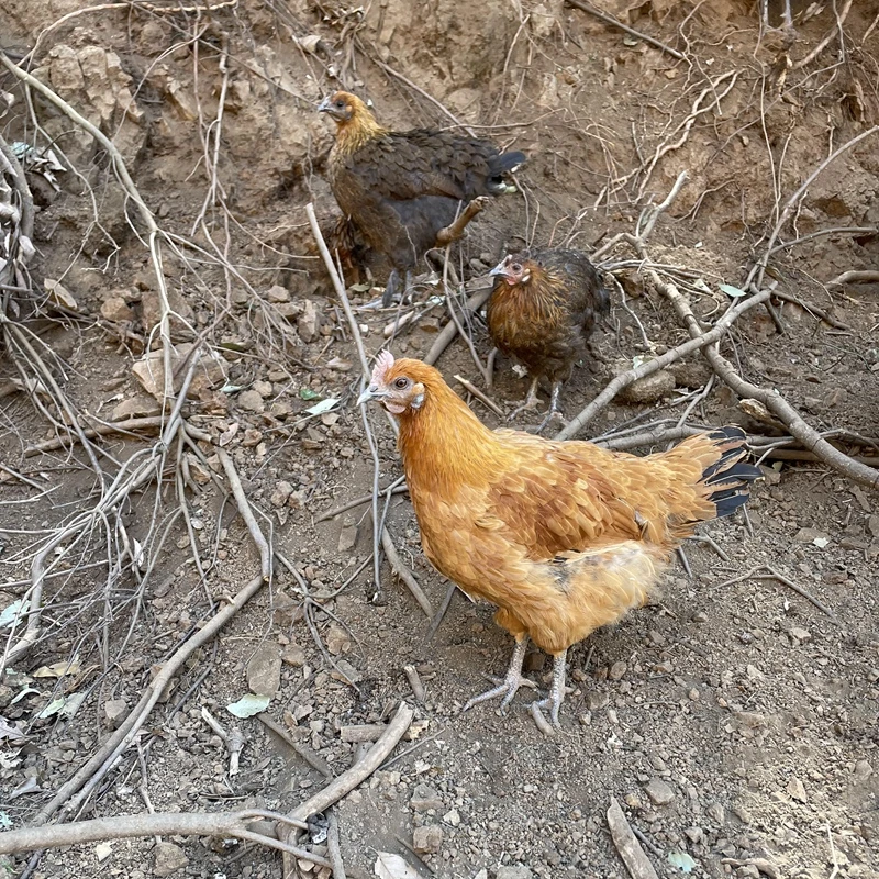 年份额12只/6只现杀正宗土鸡农家散养云南乌骨鸡老母鸡1.6公斤