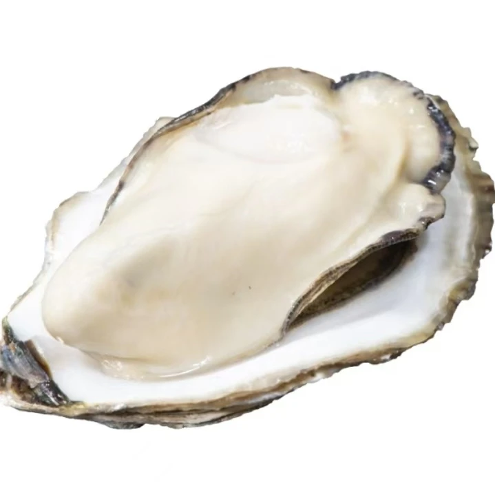 【主播专属】山东冷水生蚝鲜活海蛎子肥美牡蛎