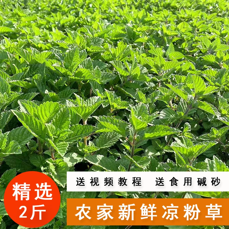 广东高州新鲜四季红根尖叶食用凉粉草农家叶子烧仙草2斤产地直发