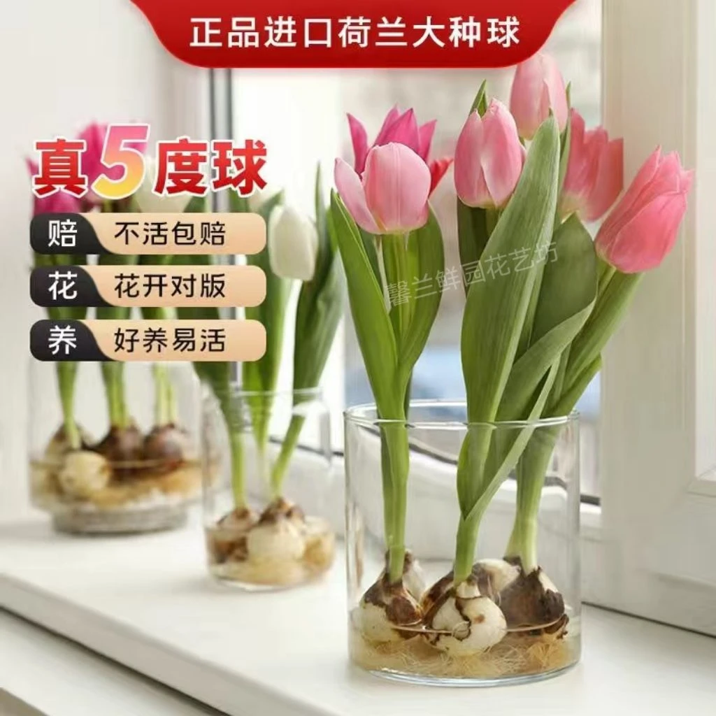 【荷兰郁金香】进口水培郁金香种球绿植花卉盆栽懒人室内好养耐寒