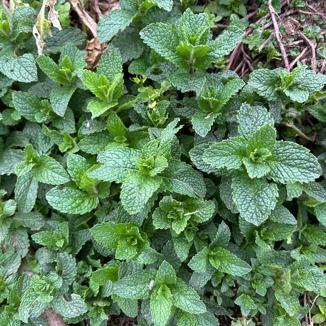 【新鲜薄荷】贵州农家自种鱼香菜狗肉香留兰香薄荷叶