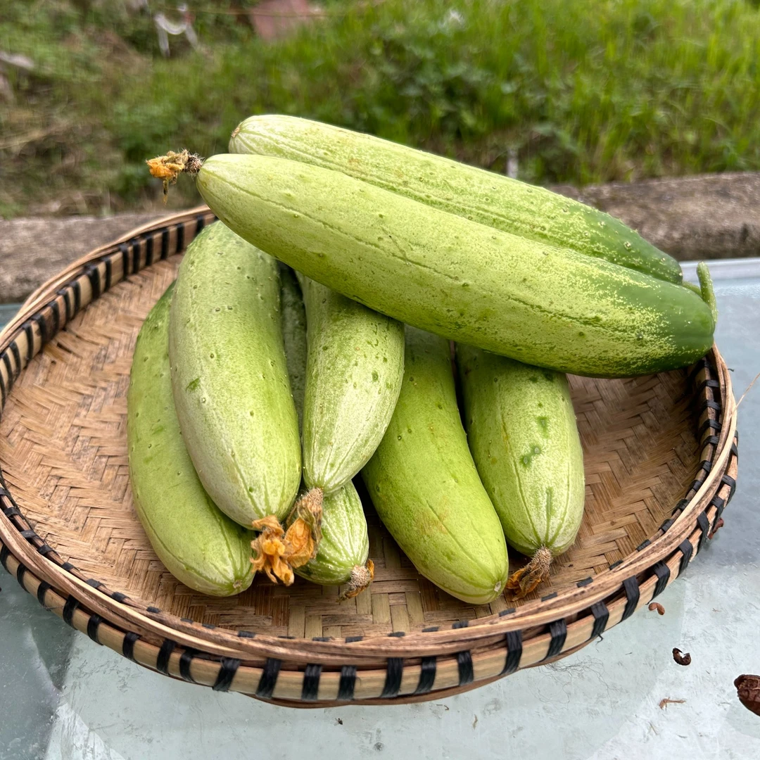 贵州本地新鲜小黄瓜 水果黄瓜 当季时令新鲜蔬菜 泡沫箱加冰发货