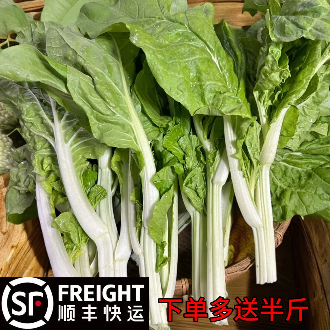 贵州本地新鲜白菜苔 农家露天自种 当季新鲜时令蔬菜 现掐现发