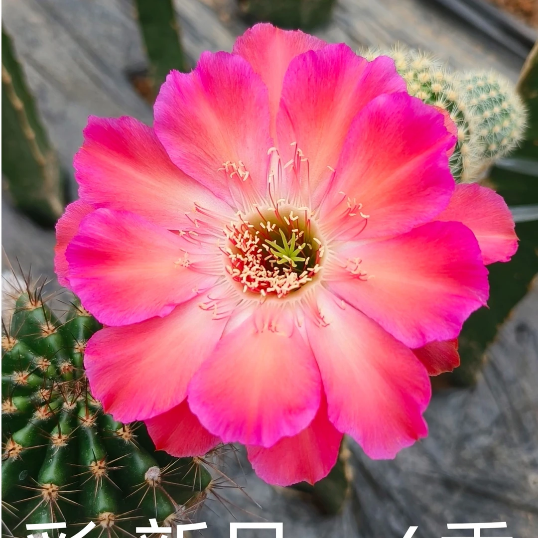 彩草新品-6 无根侧芽【满20包邮