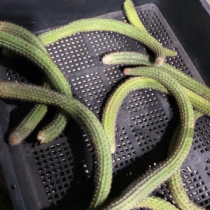 垂钓金妞 枝条 3颗