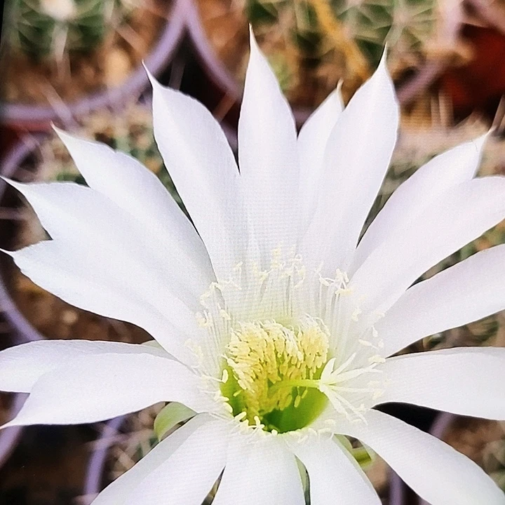 彩 新品3-44/侧芽歪20包邮/2颗