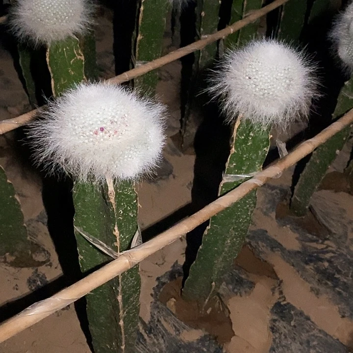 雪原玉翁 /脱土脱盆20包邮/ 随机发货