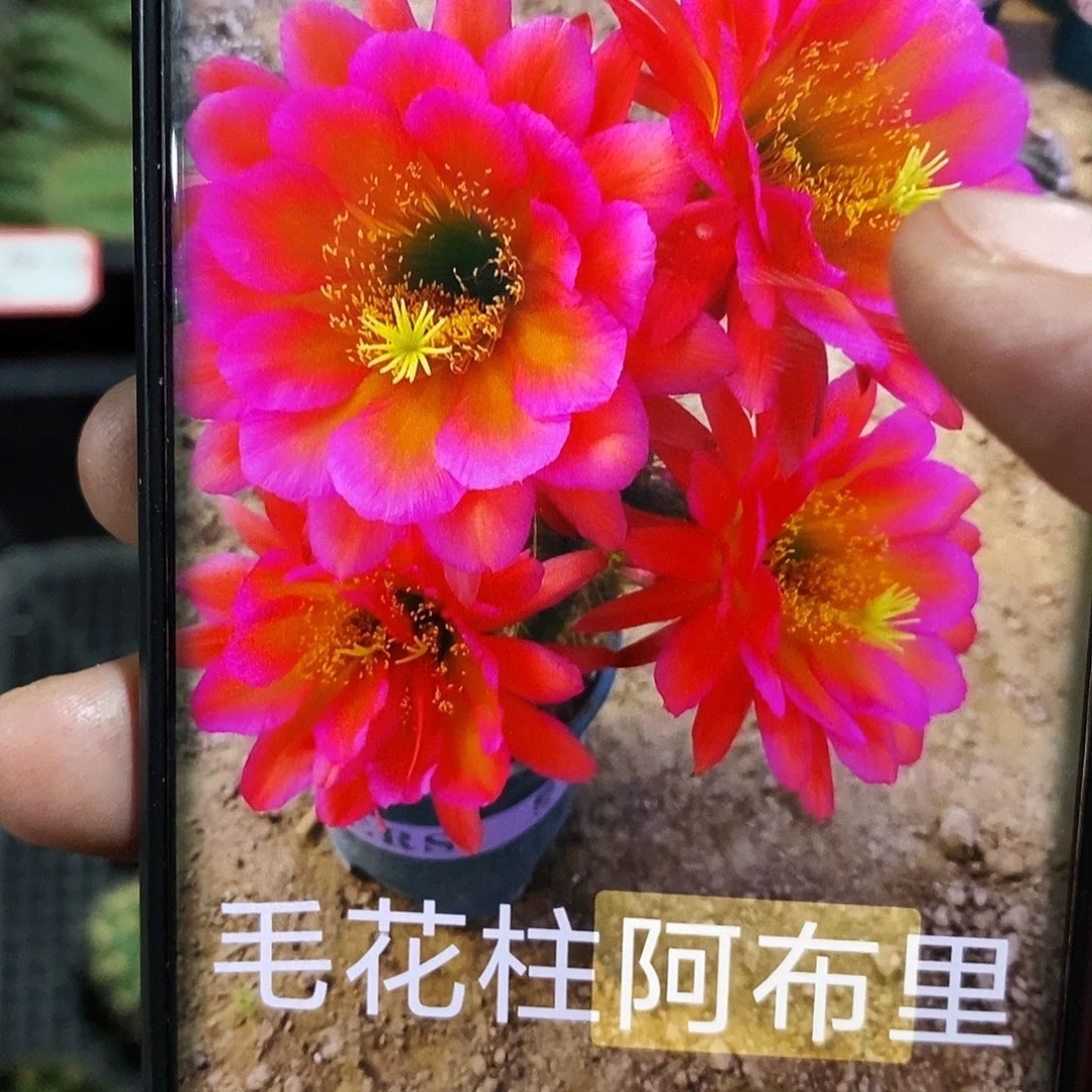 毛 阿布里/侧芽歪20包邮/干疤