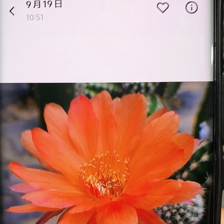 金刚1081侧芽 3颗20元包邮