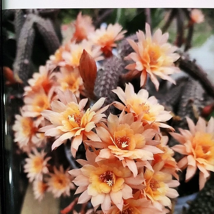 垂钓金妞/侧芽歪20包邮/3条