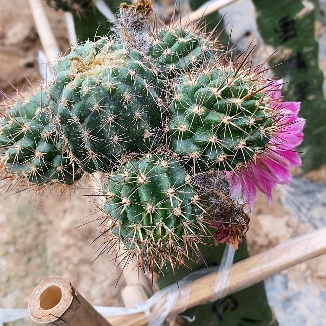 丽 同心圆 侧芽 3 公分以上20包邮